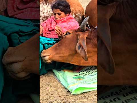 😲😲 Jai gau Mata Jai shree Krishna #trending #top #best #like #foryou #reels #youtube #youtubeshorts