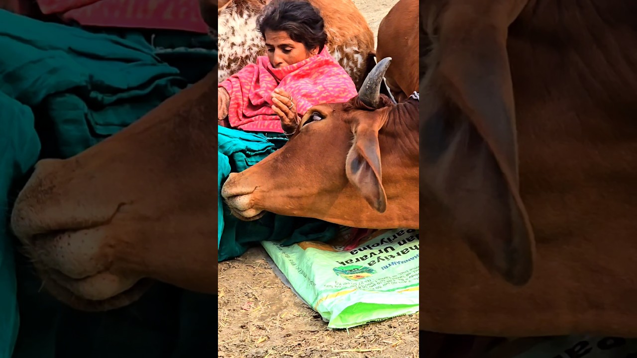 Jai Gau Mata & Jai Shree Krishna 🙏
