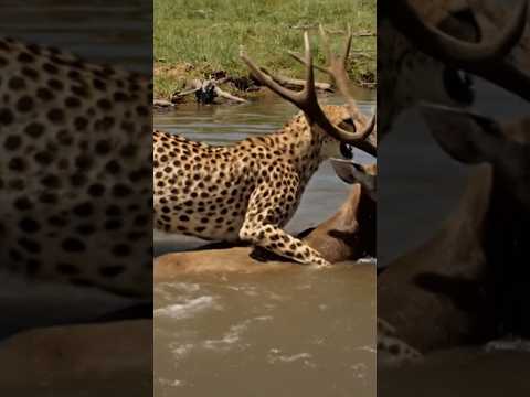 #shortsfeed #animals #discovery #dance #youtubeshorts #lovestatus #chor