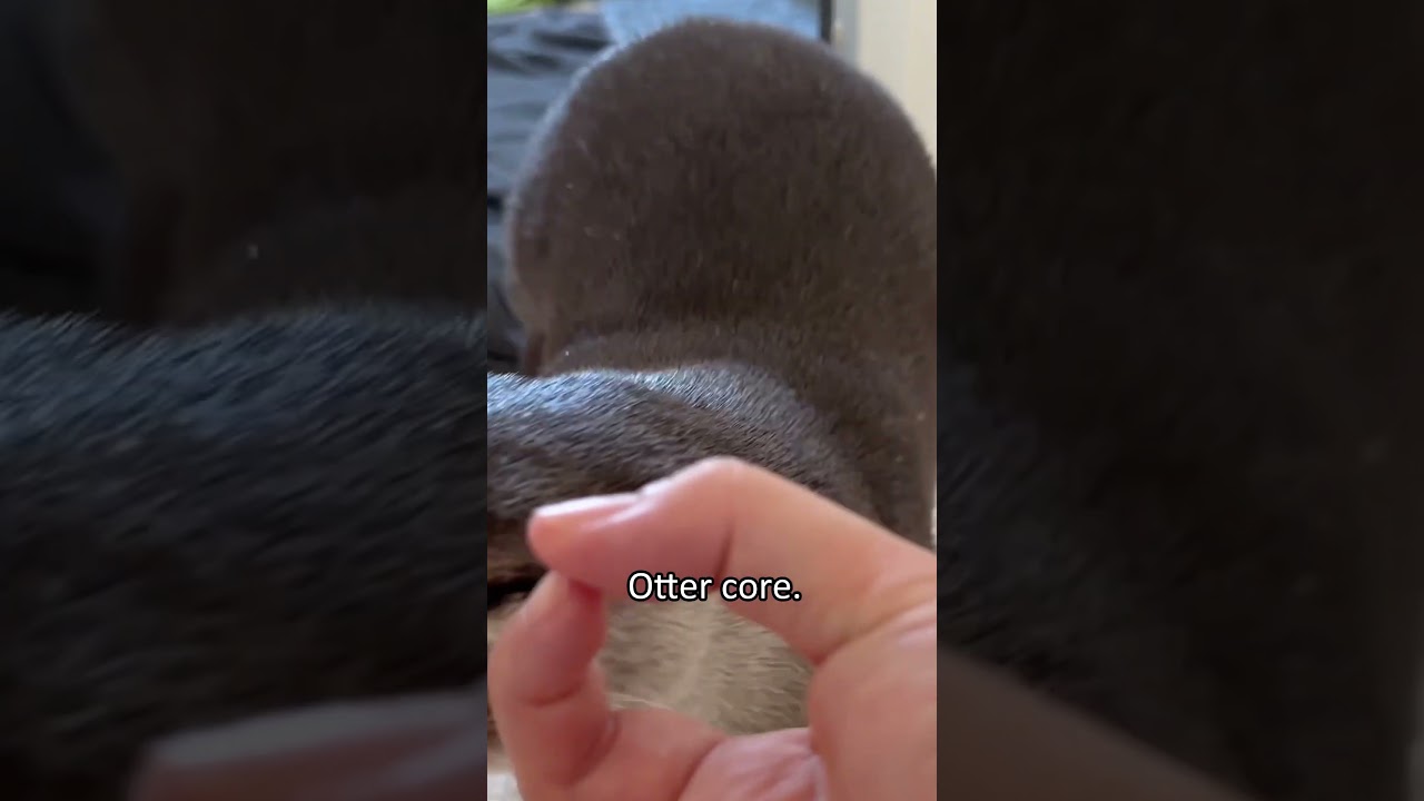 Otter core. 🦦🥰