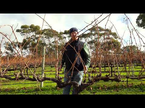 Increasing yield – Finger and thumb pruning technique