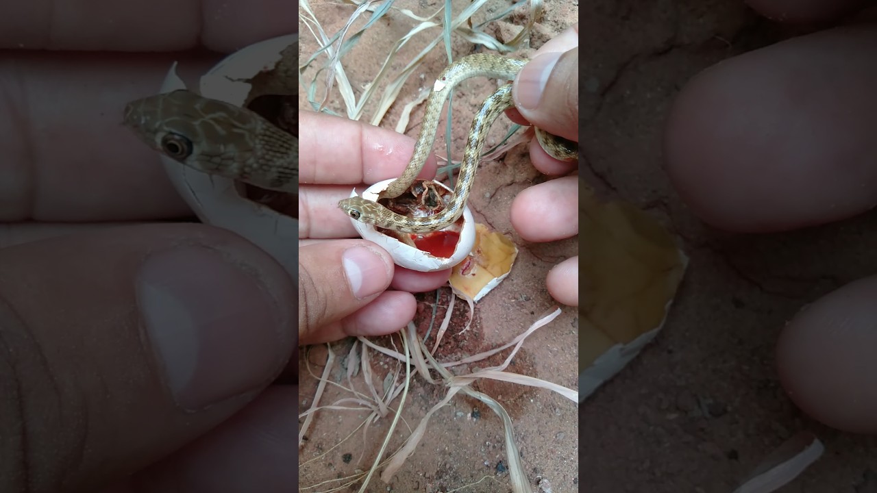 Snake Egg Hatch 🐍 | Short Nature Video