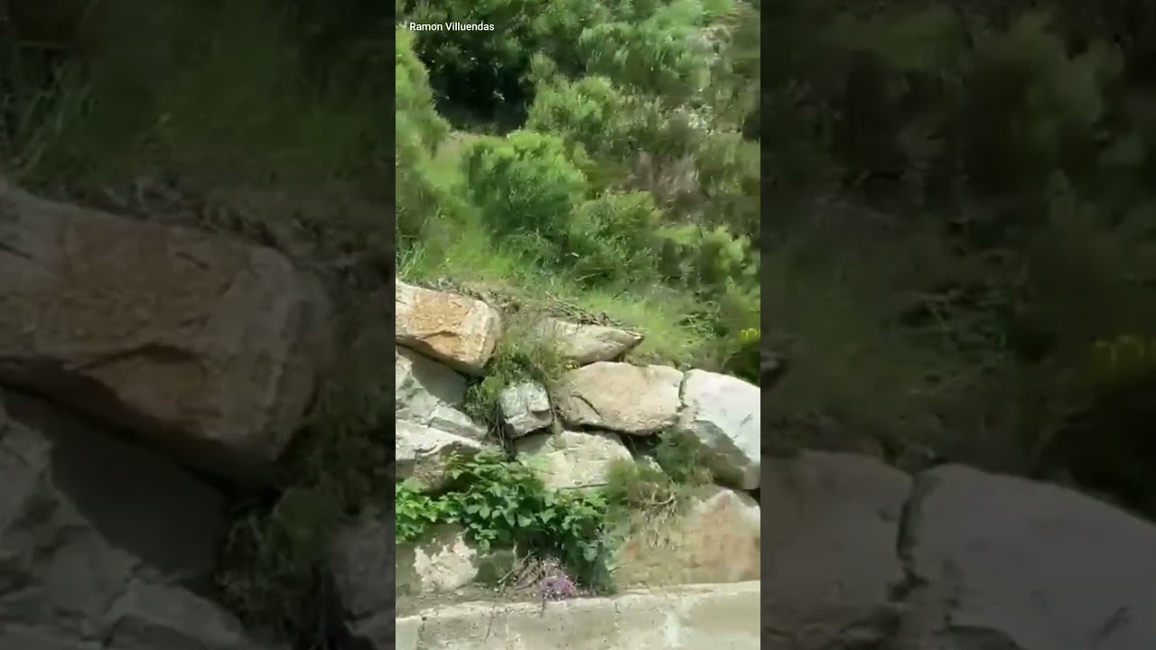Bonne nouvelle : la population des ours en hausse 🐻