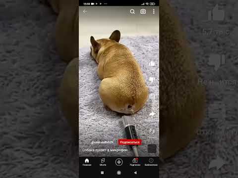 собака пукает в микрофон