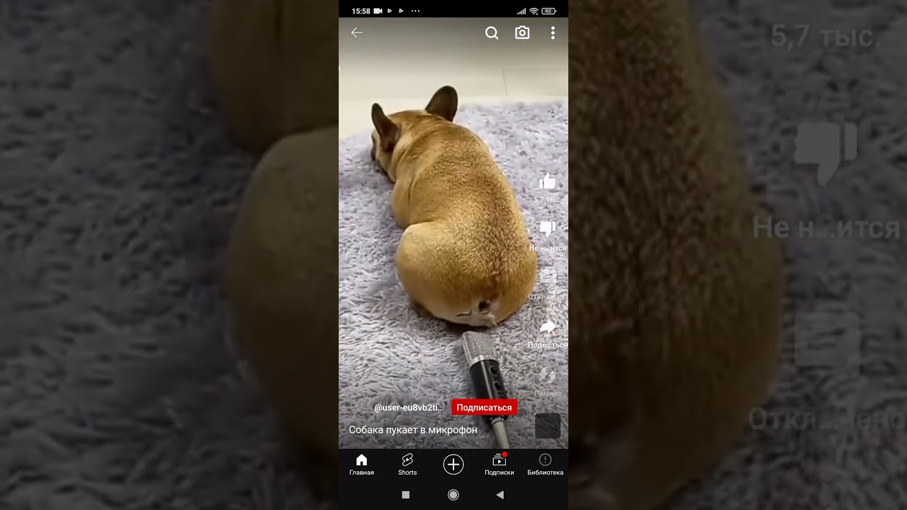 Смешное видео: Собака пукает прямо в микрофон 🐶💨