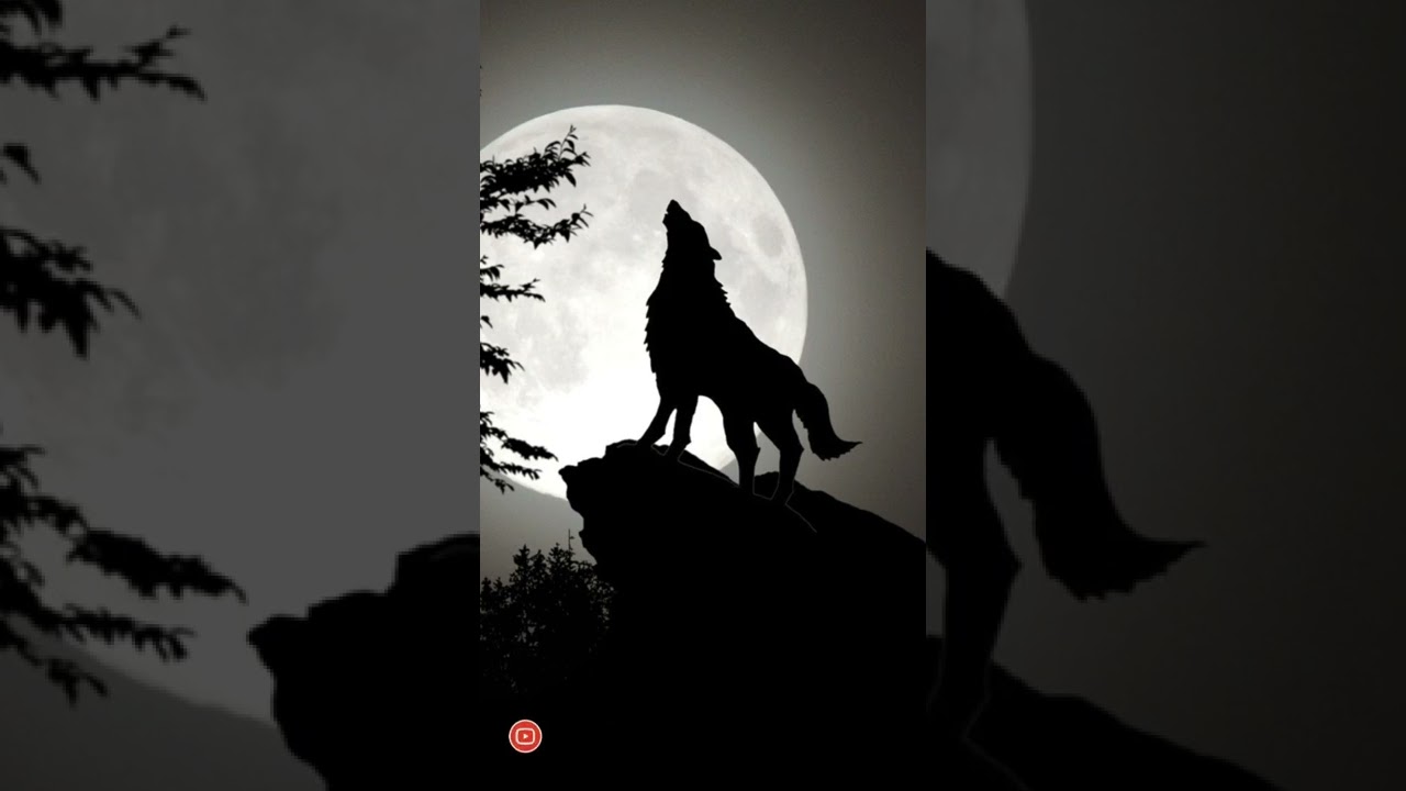 Wolf Howling Sounds 🎶 on Spotify