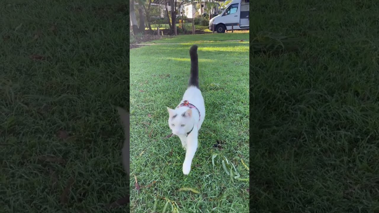 CATS IN THE VAN 🚐❄️ | rainy day adventures