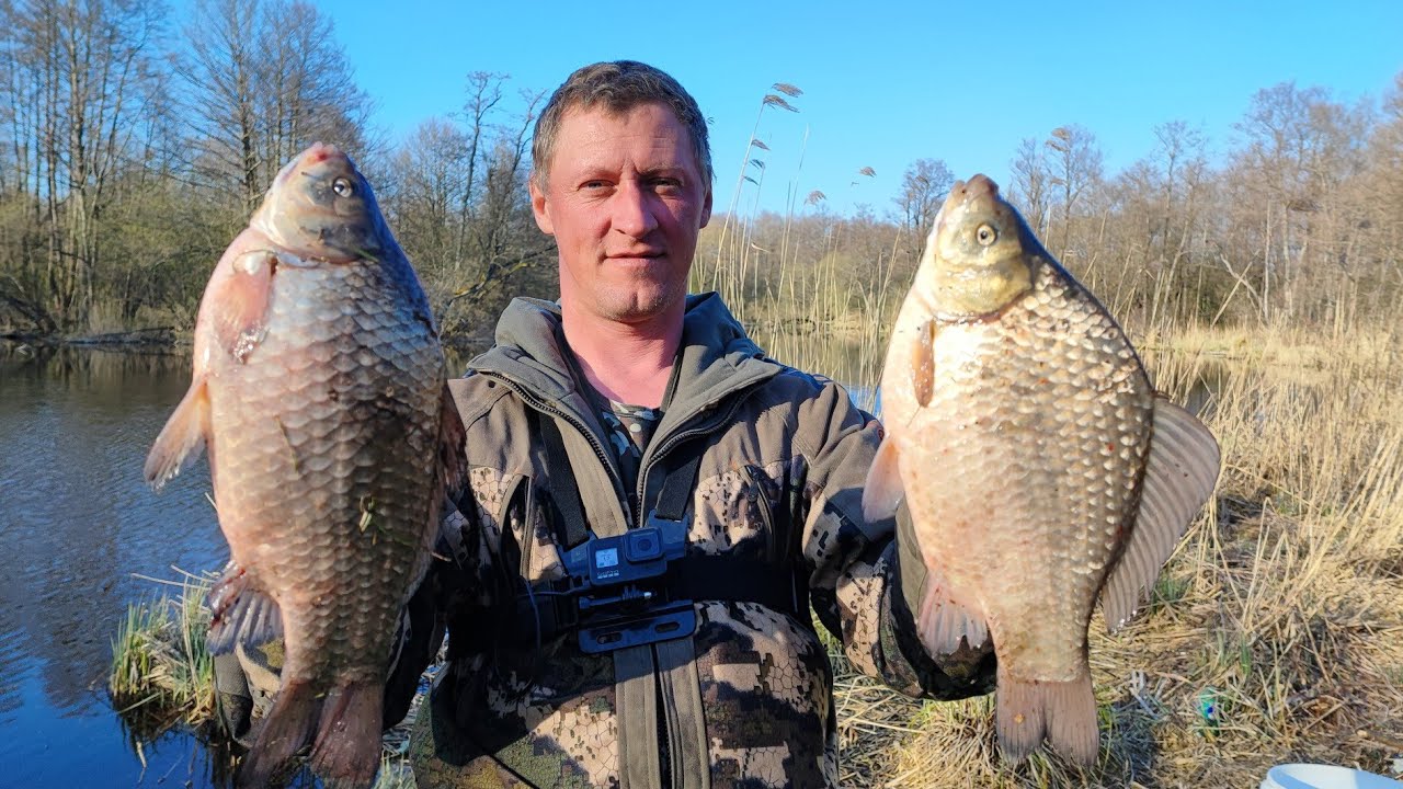 Поплавок и караси: улов на каждом забросе 🎣
