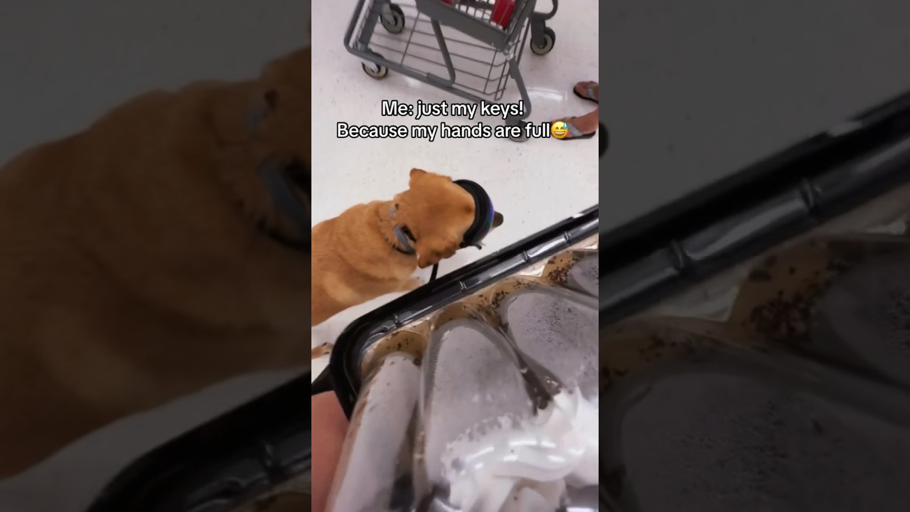 Why Is a Service Dog Wearing Glasses?