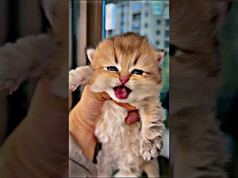 বিড়াল - Cute Cat when Expression is Funny #shortsvideo #shorts