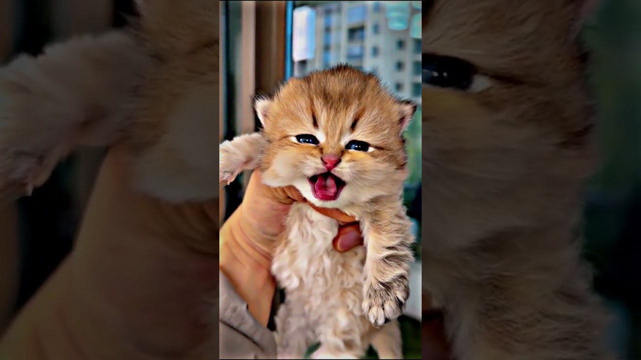 Funny Cat Expression đē | Short Video