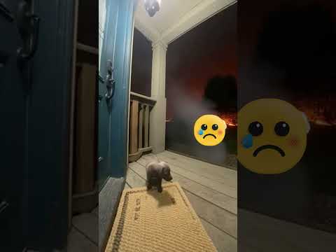 #fyp #dogs #dogsoftiktok #pets #ai #art #shorts #animals #cute #shortvideo #viral #viralvideo #sora