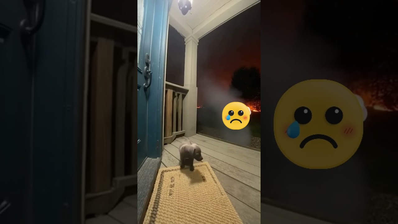 Discover Stunning AI-Generated Dog Art & Nature Scenes 🐶✨