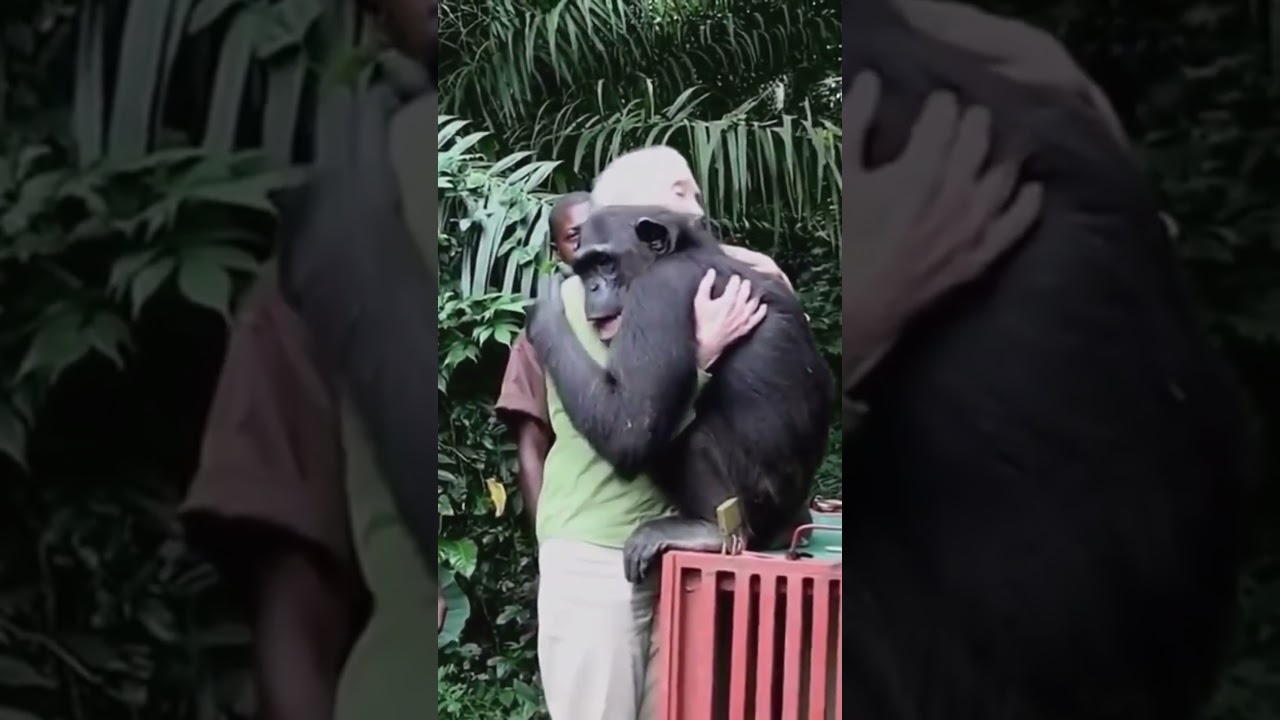 Touching Human-Chimpanzee Hug with Dr. Jane Goodall 🤗