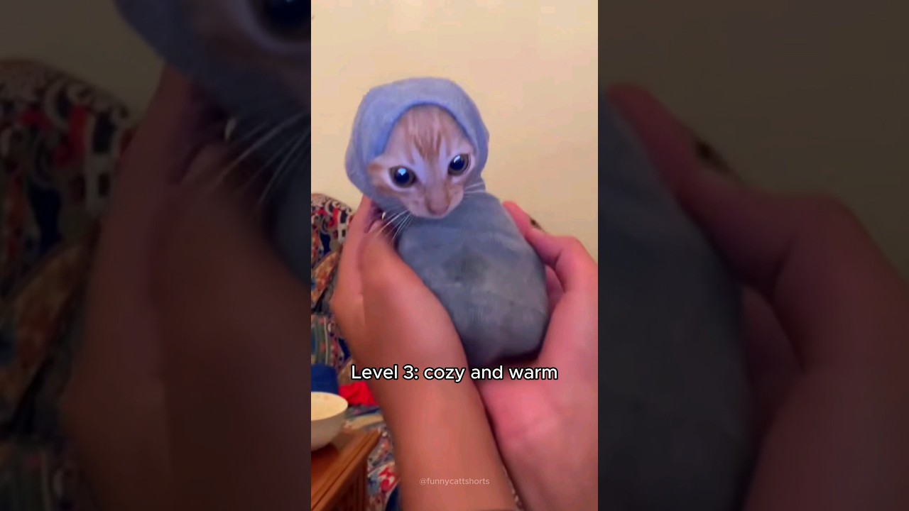 Cats Feeling Warmer 🤒