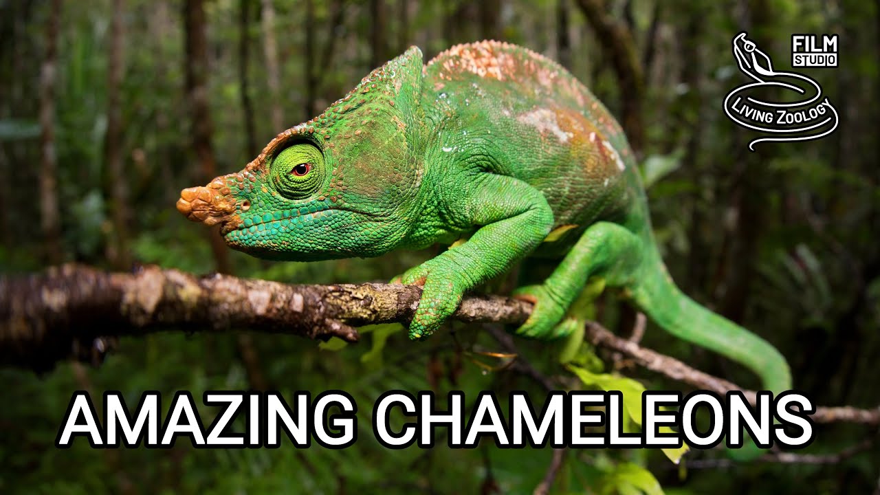 Amazing Chameleons from Africa, Madagascar & India 🦎