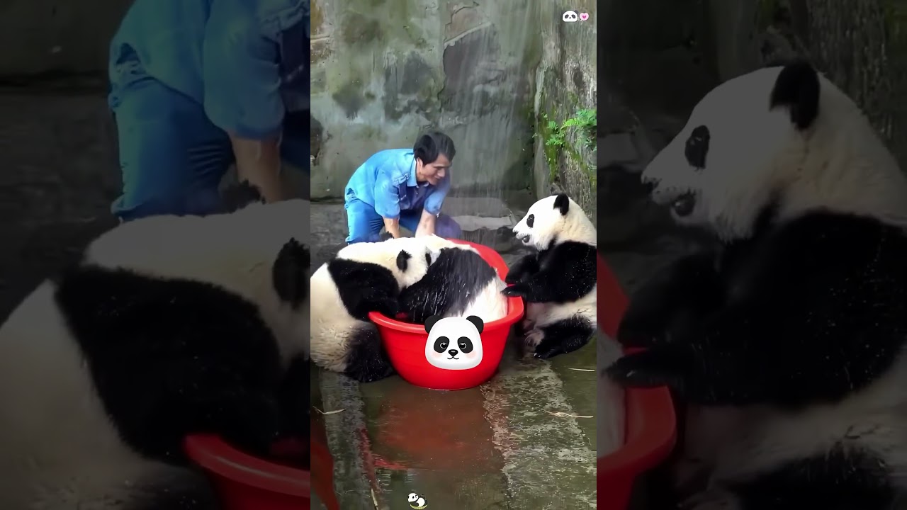 Hilarious Panda Video You Can't Miss! 🐼