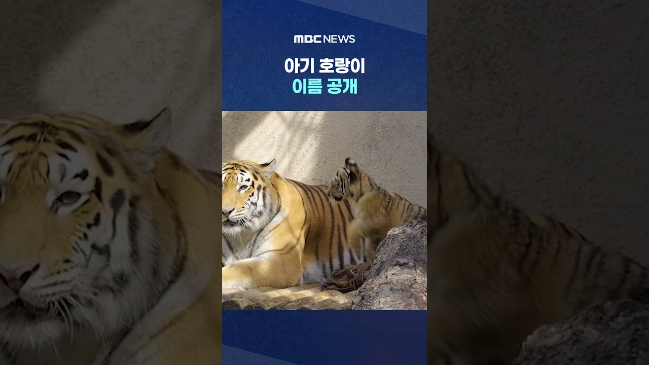 서울대공원 아기 호랑이 이름 공개 🐅