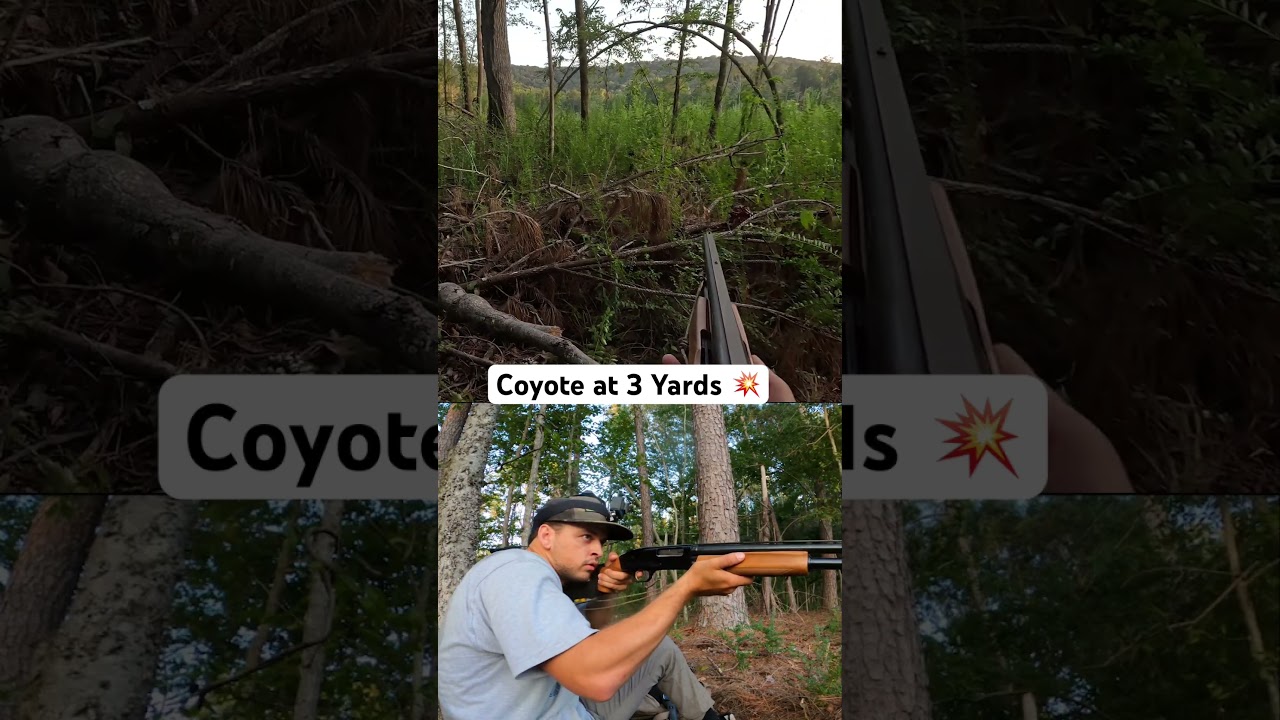 Closest Coyote Hunt Ever! 🦊