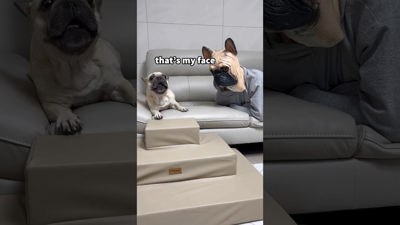 French Bulldog Reacts to Masked Intruder 😱