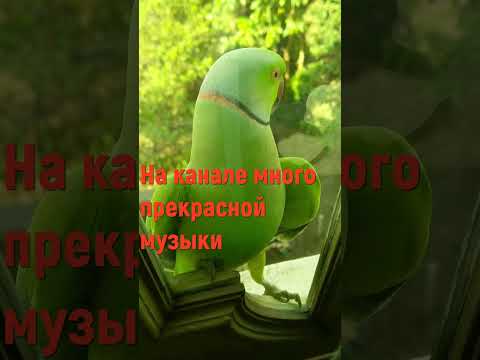 РЕЛАКС МУЗЫКА КОТОРУЮ ПРИЯТНО СЛУШАТЬ #shorts #music #beautifulmelody
