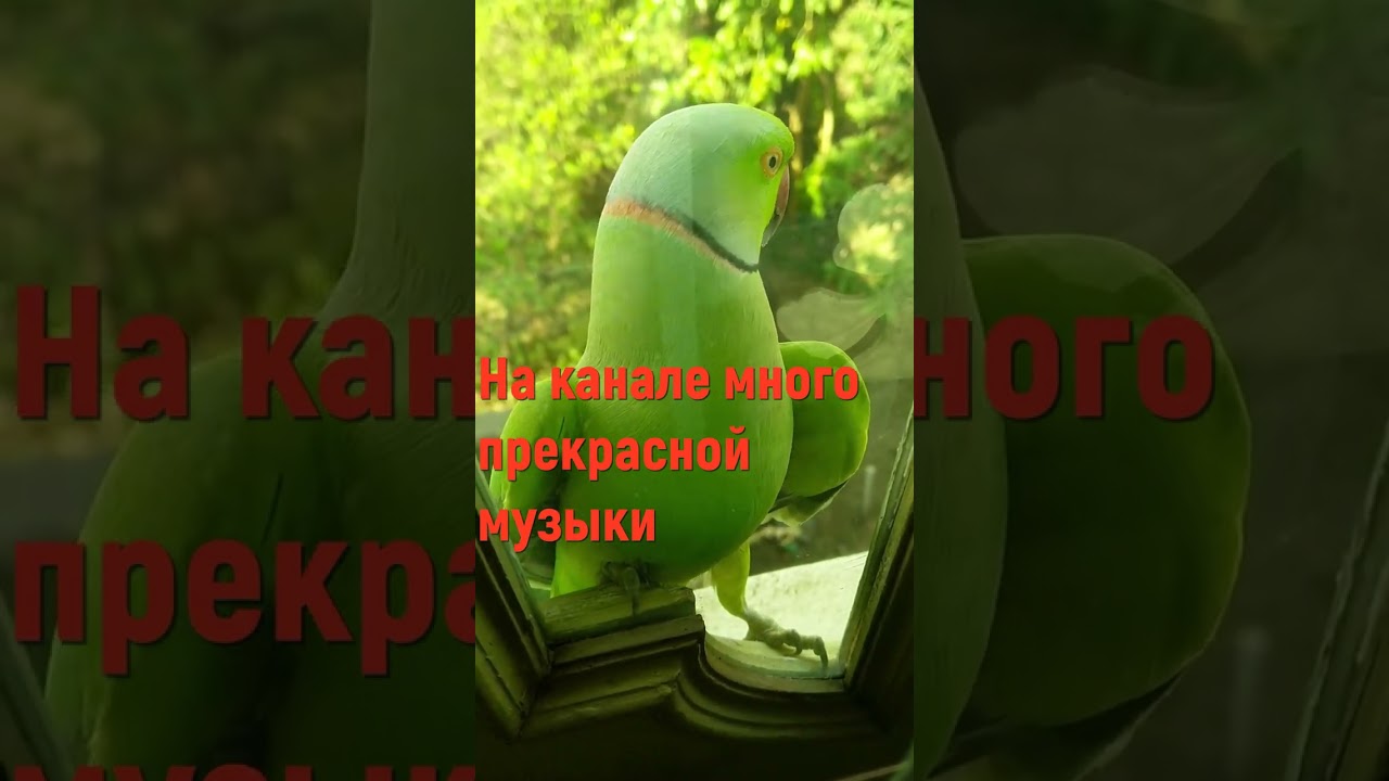 Успокаивающая релакс-музыка для отдыха и медитации 🎶