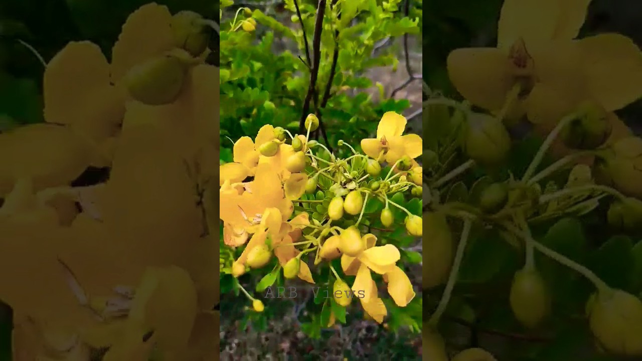 ஆவாரம் பூ: சர்க்கரை நோய்க்கு பயன்கள் 🌸