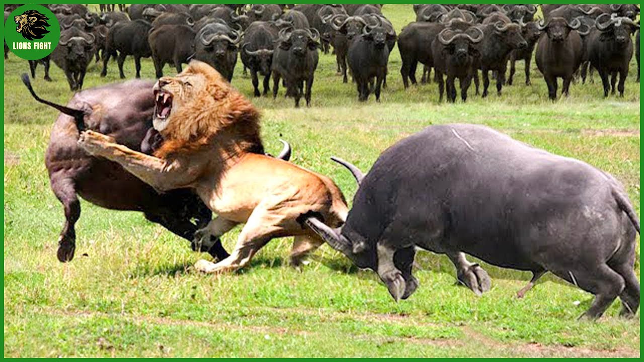 165 Deadly Horn Moments Crushing Predators 🦏