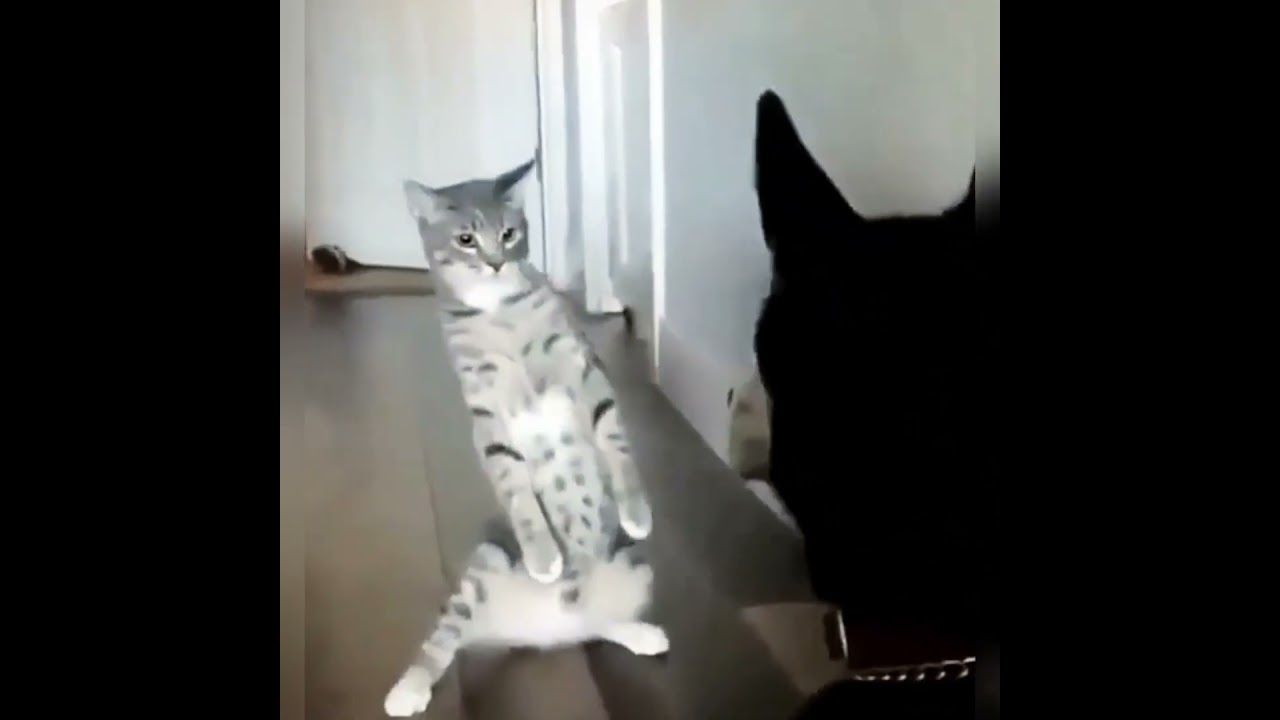 Веселые коты и котята 🐱 — Лучшие видео