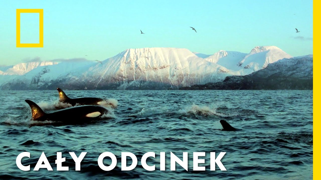 Wrogi świat: Oceany - Cały odcinek 🌊