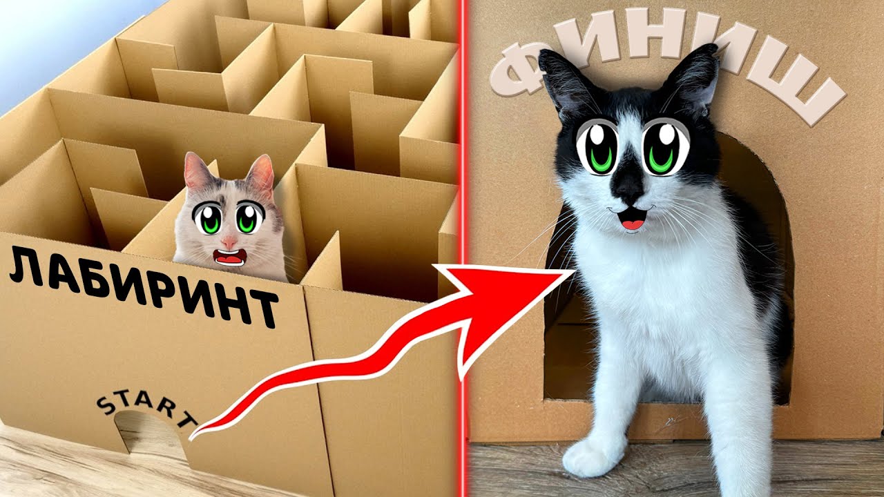 Гигантский картонный лабиринт для котов: экстремальный побег-челлендж