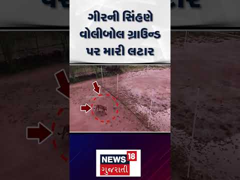 Gir Somnath Lion On Volleyball Ground News | ગીરની સિંહણે વોલીબોલ ગ્રાઉન્ડ પર મારી લટાર | N18S