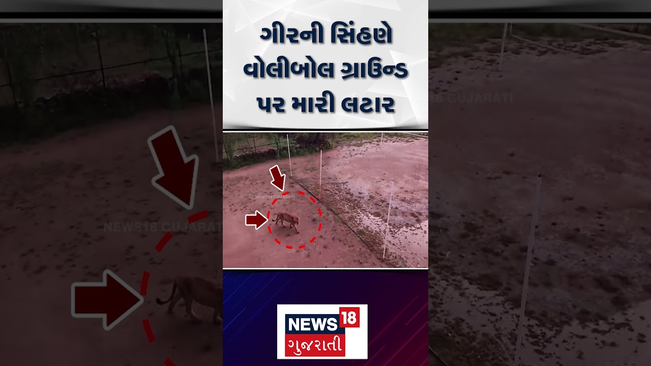 Gir Somnath Lion Surprises Everyone on Volleyball Court ๐ฆ