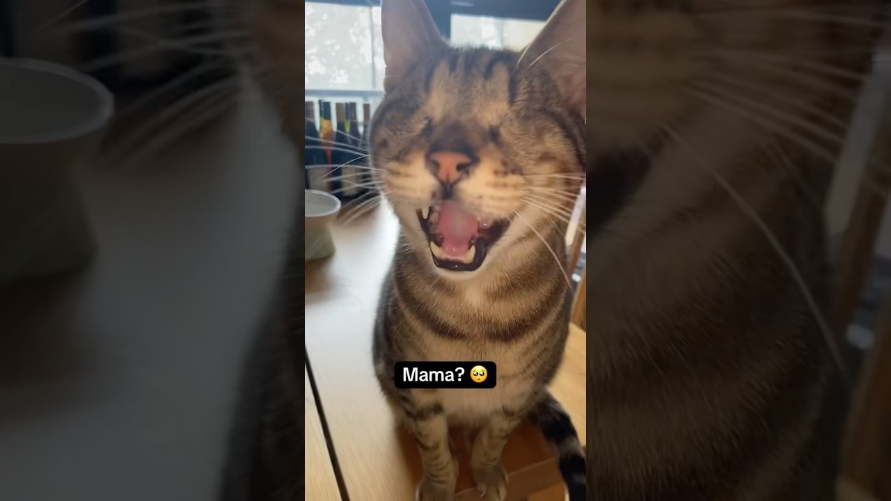 Blind Cat Cries for Mama 😢