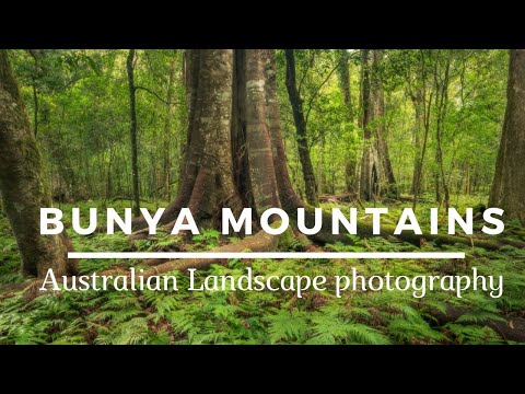 Morning light in the Bunya Mountains | Australian Landscape photography.