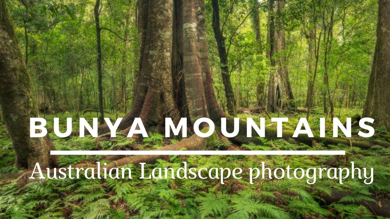 Morning Light in the Bunya Mountains 🌄