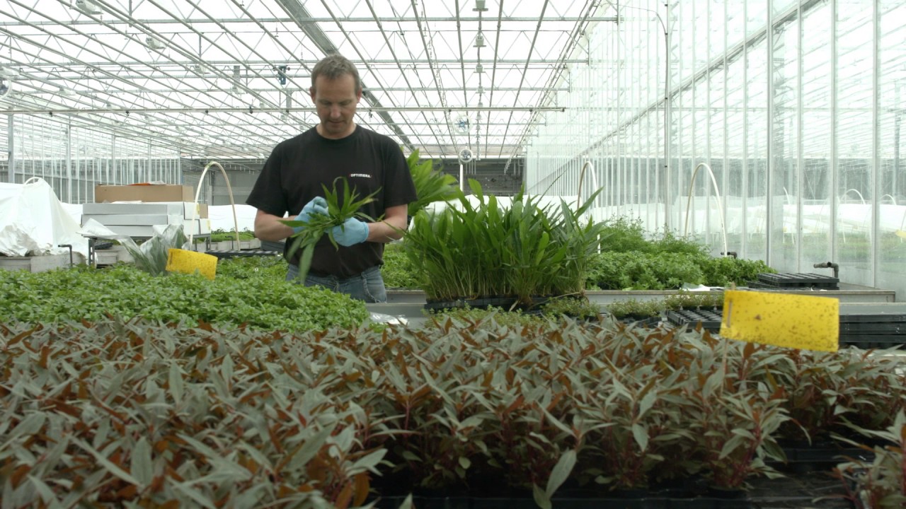 Tropica Aquarium Plants - The Movie (2017) ๐ฟ