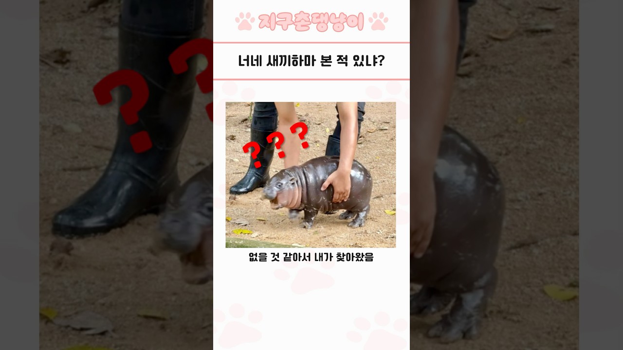 심쿵사 주의 귀여운 동물 모음 109탄