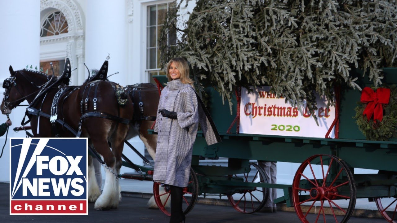 Melania Trump Welcomes White House Christmas Tree 🎄