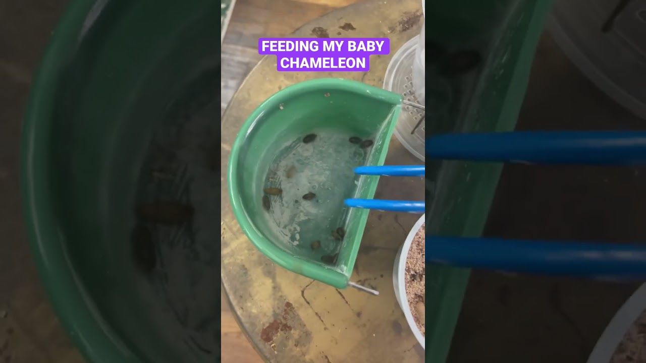 Feeding My Baby Chameleon 🦎