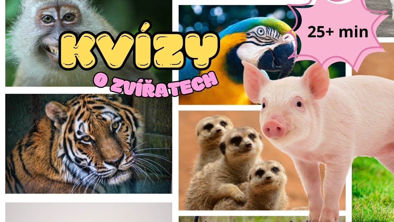 Zvířecí kvízy pro děti 🐾 Zábavná kompilace