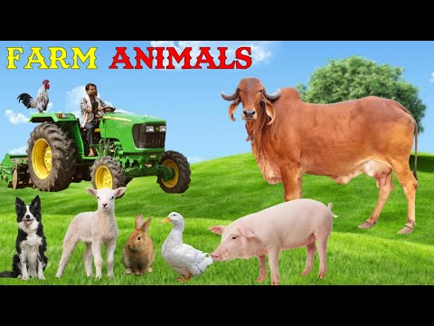 Animais da Fazenda - Som dos Animais - Animais Domésticos