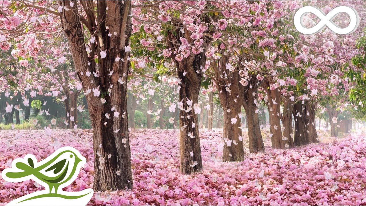 10 Hours of Relaxing Sleep & Healing Piano Music 🎶