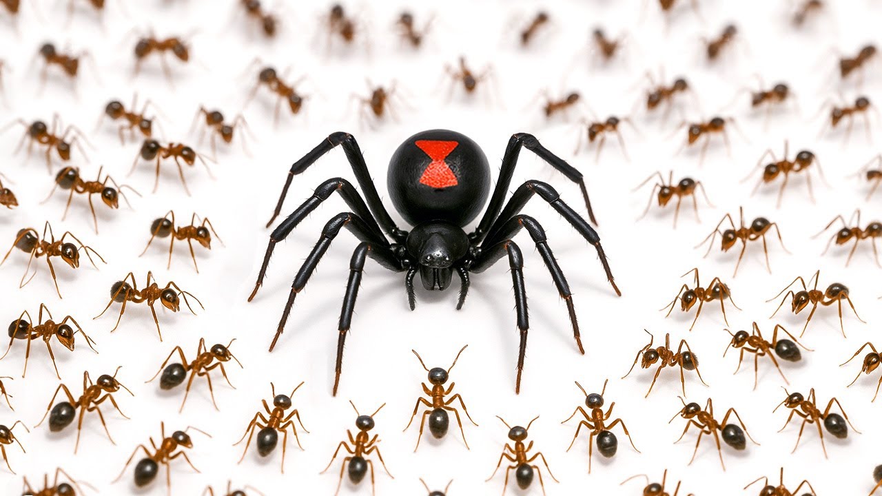 1,000 Ants vs. Black Widow 🕷️