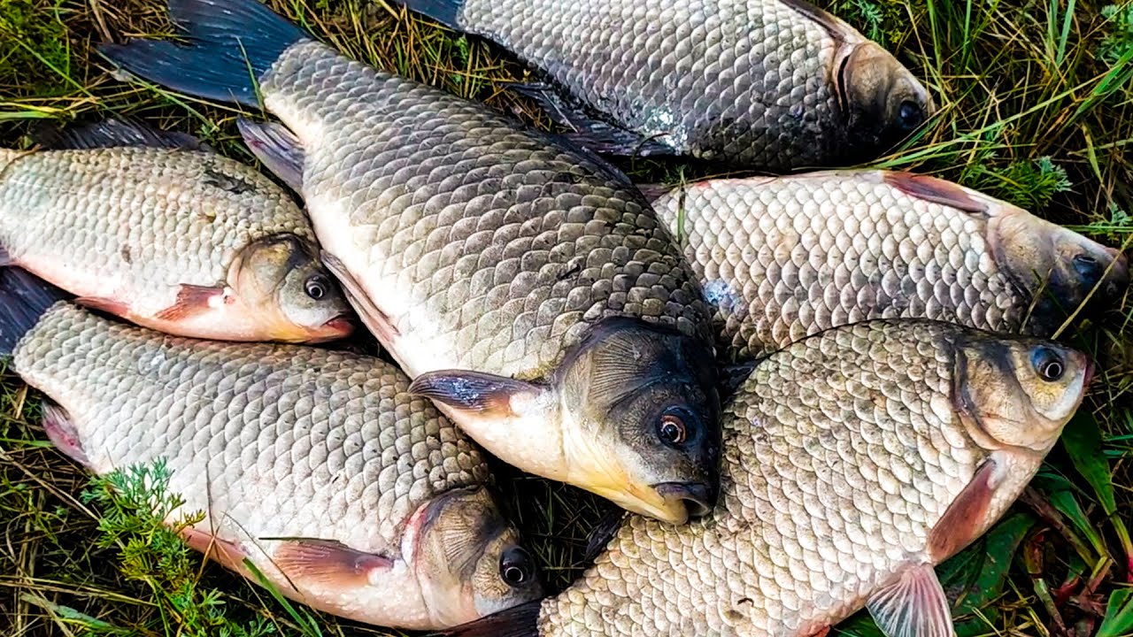 Ловля карася осенью: советы и лучшие места 🎣
