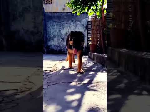 Acharya (2022) Full Movie | Ram Charan, Pooja Hegde | New Released Hindi Dubbed Movie 2022