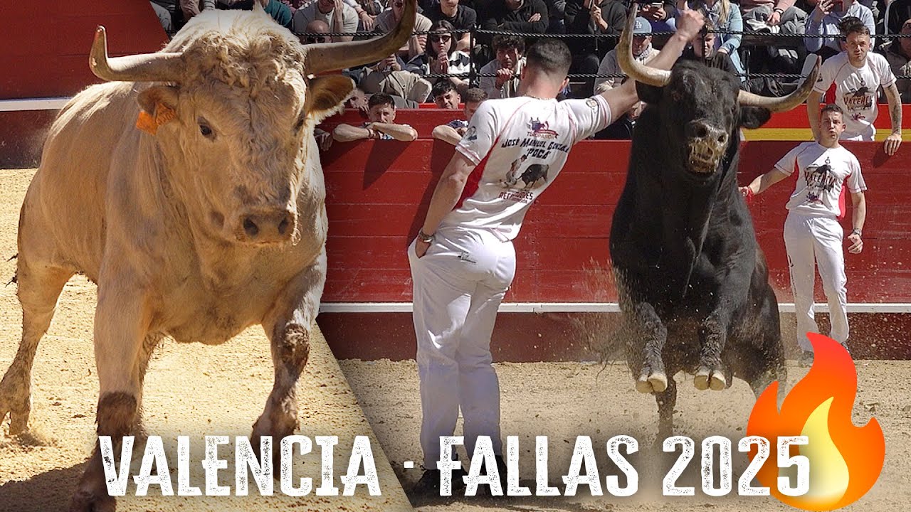 Valencia 2025: Recortadores con Toros Bravos en Fallas