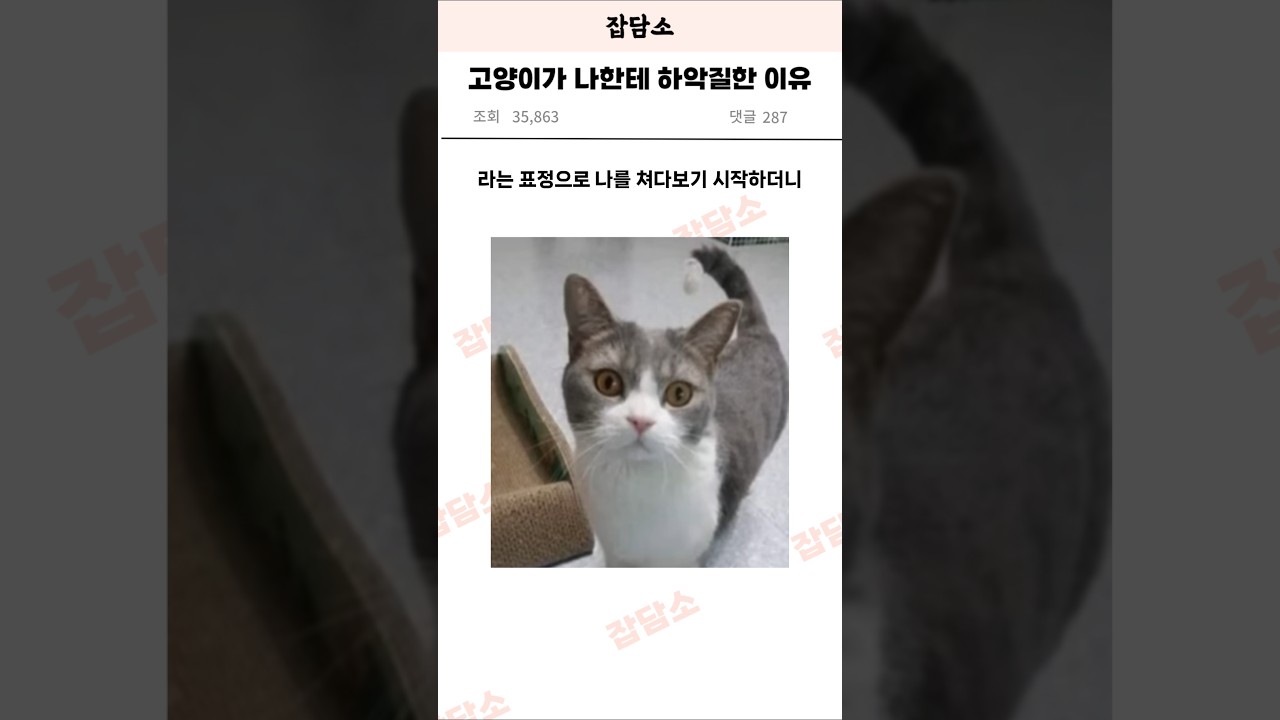 고양이 하악질 이유 🐱