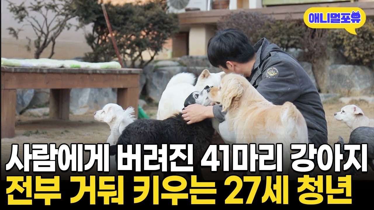 41마리 강아지 돌본 27세 청년의 이야기 🐶