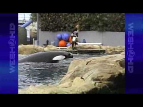 Tourist's Camera Rolls Seconds Before Killer Whale Attacks SeaWorld Trainer